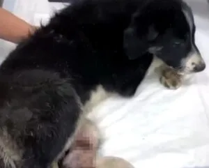 A young puppy recovering after surgery on his hind legs with an external frame stabilizing the bones
