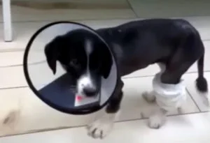 A recovering puppy standing on unsteady legs while caregivers support him during his first steps