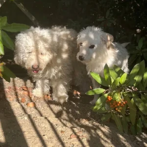 Three Trembling Dogs Hid Behind a White Fence — Then the Vet Found Out Why One Was So Fragile