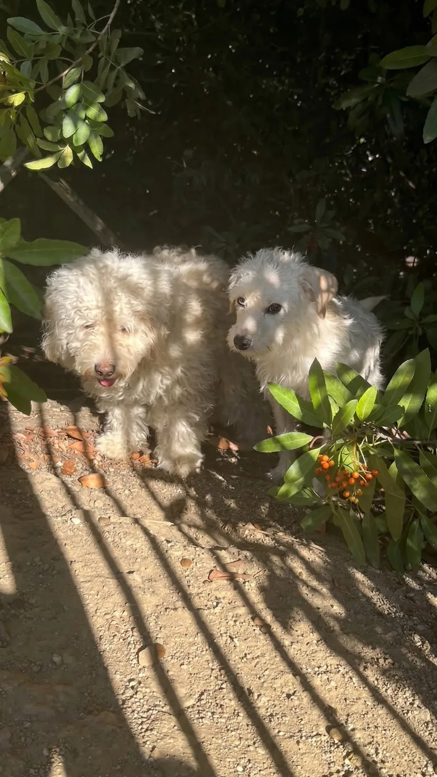 Three Trembling Dogs Hid Behind a White Fence — Then the Vet Found Out Why One Was So Fragile