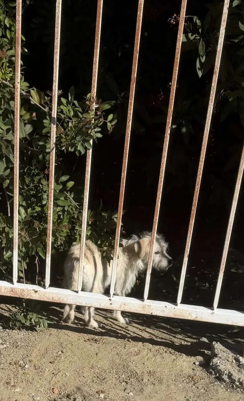 A long white fence beside a thick, overgrown field where the frightened dogs had hidden