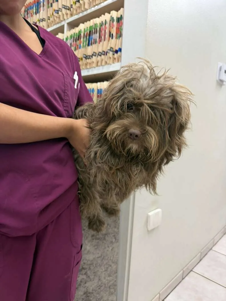 Three cleaned-up dogs after their matted fur was shaved, resting safely after rescue
