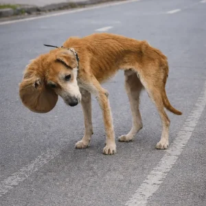 Thunder and Bernardo Faced Very Different Struggles — But Neither Dog Stopped Trying