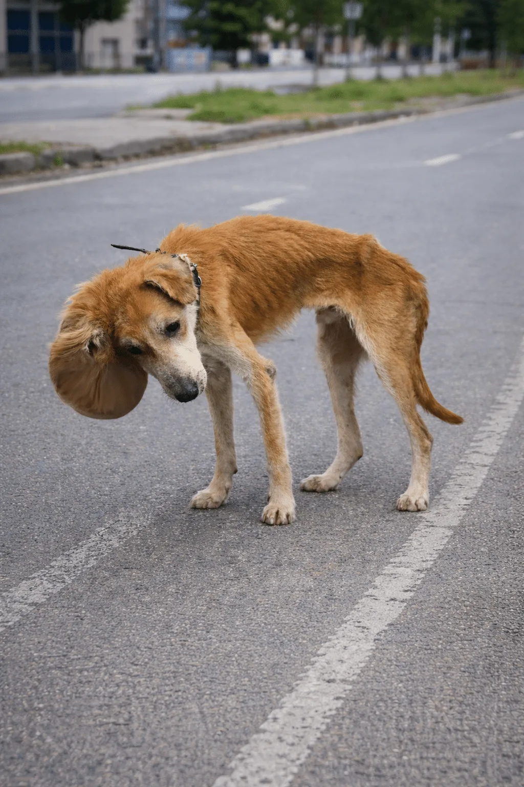 Thunder and Bernardo Faced Very Different Struggles — But Neither Dog Stopped Trying