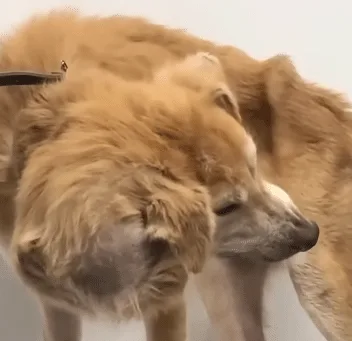 A rescued dog settling into a caring environment as he slowly learns to trust people again