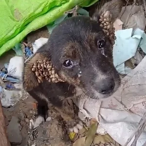 Ticky Was Barely Breathing Among Rain-Soaked Trash When A Group Of Schoolchildren Stopped