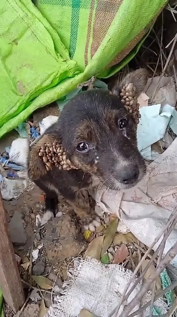 Ticky Was Barely Breathing Among Rain-Soaked Trash When A Group Of Schoolchildren Stopped