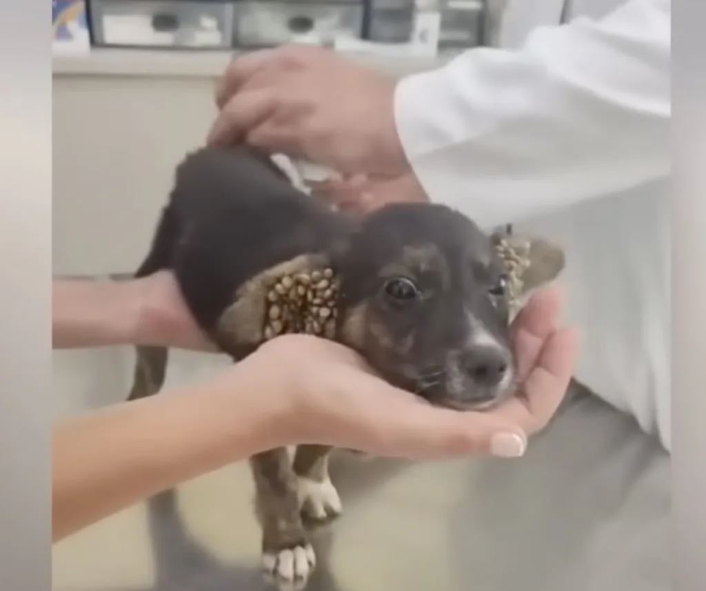 A small puppy recovering in a veterinary clinic while receiving careful treatment