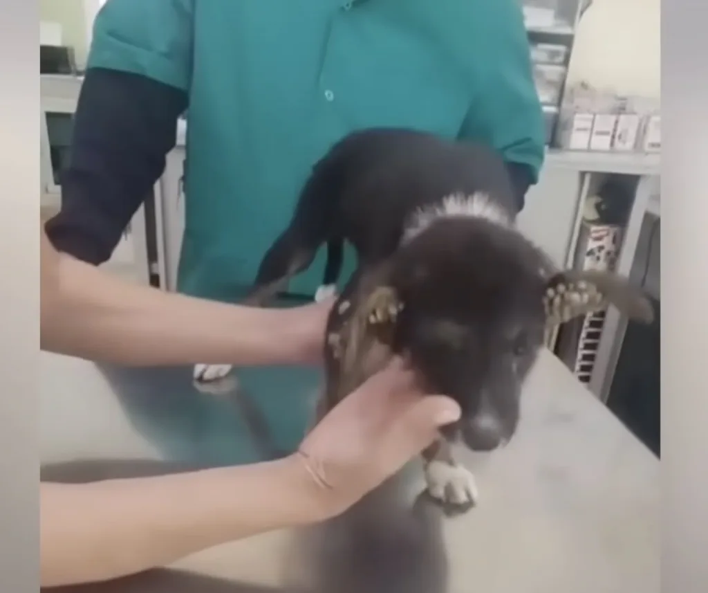 A recovering puppy with healing skin and returning soft fur resting comfortably