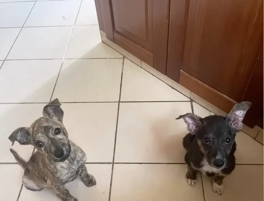 A happy rescued puppy settled in a loving family home