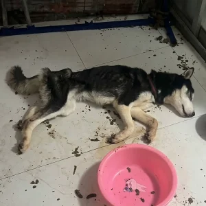 Tied Inside an Empty Rental for 20 Days, This Dog Was Too Weak to Stand — Then Rescuers Forced the Door