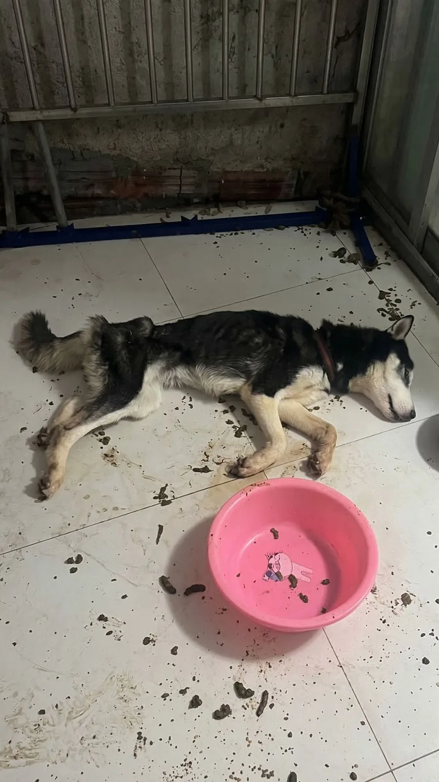 Tied Inside an Empty Rental for 20 Days, This Dog Was Too Weak to Stand — Then Rescuers Forced the Door