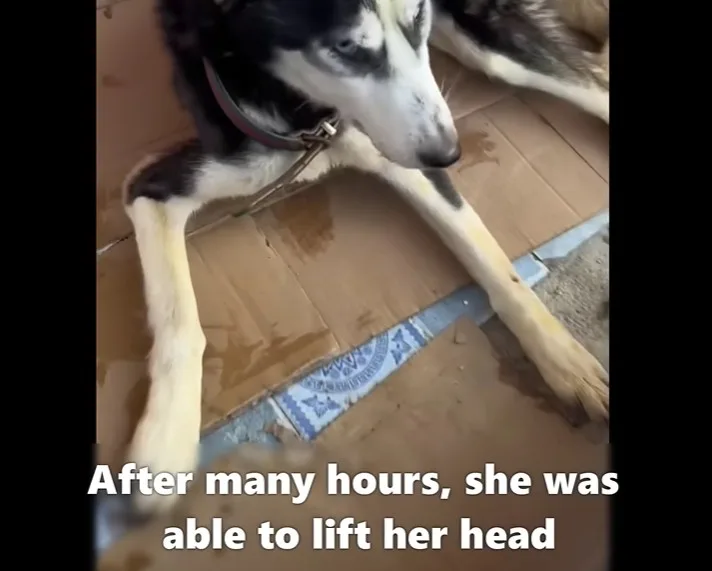 A weakened rescued dog lies on a soft blanket while a caregiver feeds her gently by hand