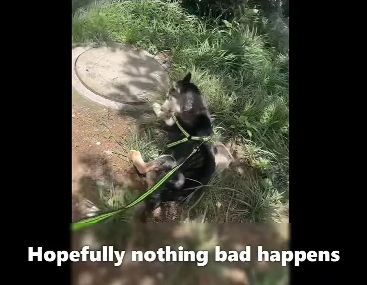 A recovering dog stands on her own and eats a meal in a comfortable home