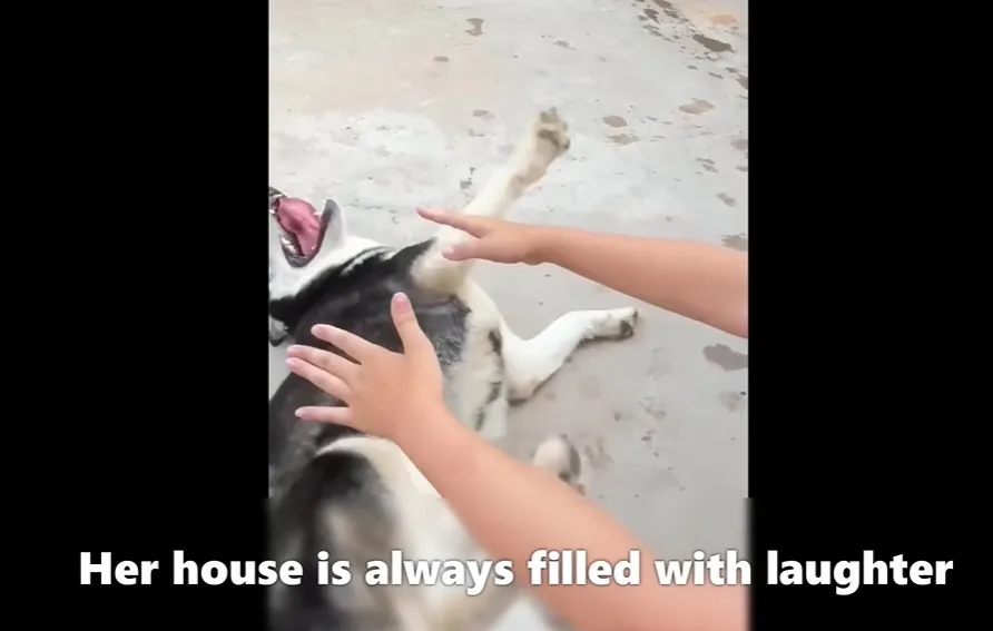 A rescued dog walks steadily indoors as she continues her recovery