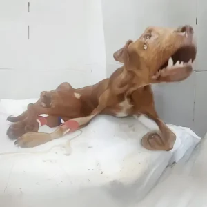Too Weak To Eat, Puppy Dibo Could Only Watch The Food In Front Of Him — Then Came The Slow Climb Back