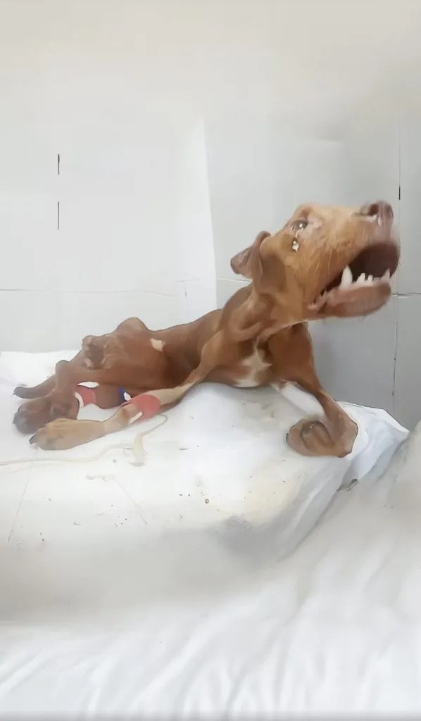 Too Weak To Eat, Puppy Dibo Could Only Watch The Food In Front Of Him — Then Came The Slow Climb Back