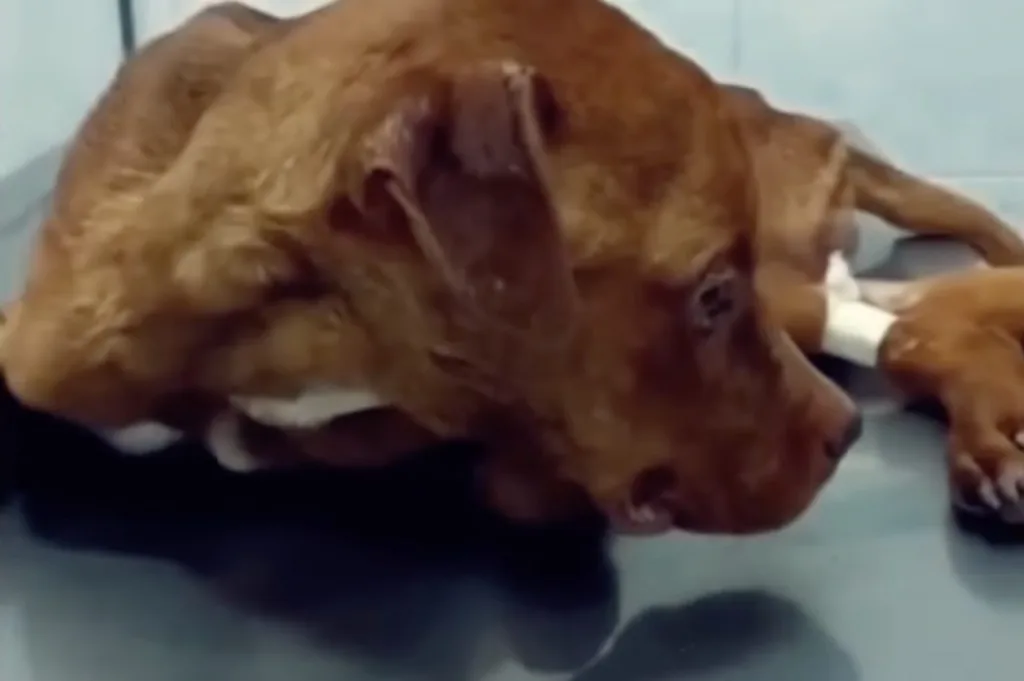 A recovering puppy resting indoors under caregivers' watch as Dibo slowly regained his strength