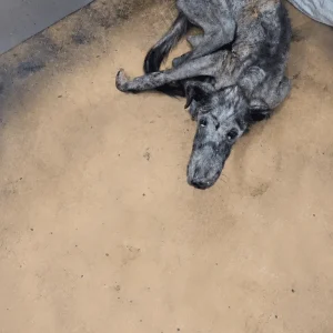 Too Weak to Wag His Tail, Runner Still Tried to Flee From Everyone Who Approached