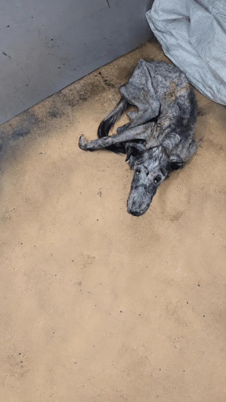 Too Weak to Wag His Tail, Runner Still Tried to Flee From Everyone Who Approached