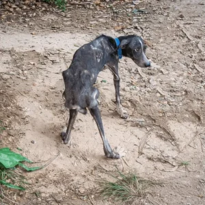 Two Dogs Waited Behind a Vacant House for Nearly a Month — Until a Stranger Stepped Into the Yard