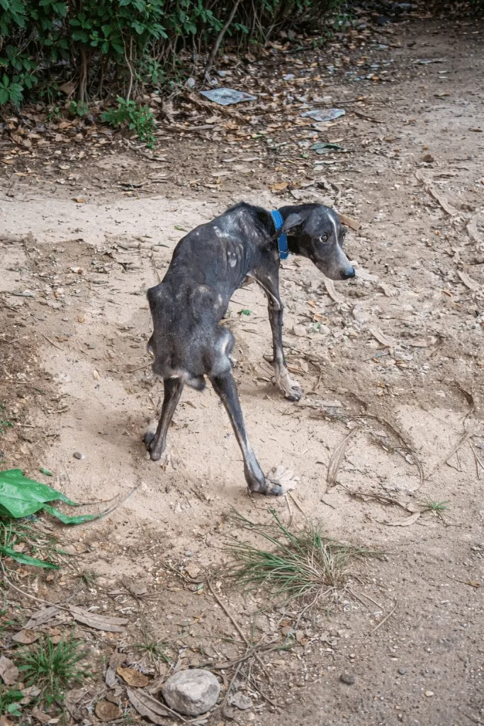 Two Dogs Waited Behind a Vacant House for Nearly a Month — Until a Stranger Stepped Into the Yard