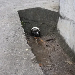 Two Puppies Clung Together in a Flooded Drain — Then Rescuers Went Looking for a Nursing Mother