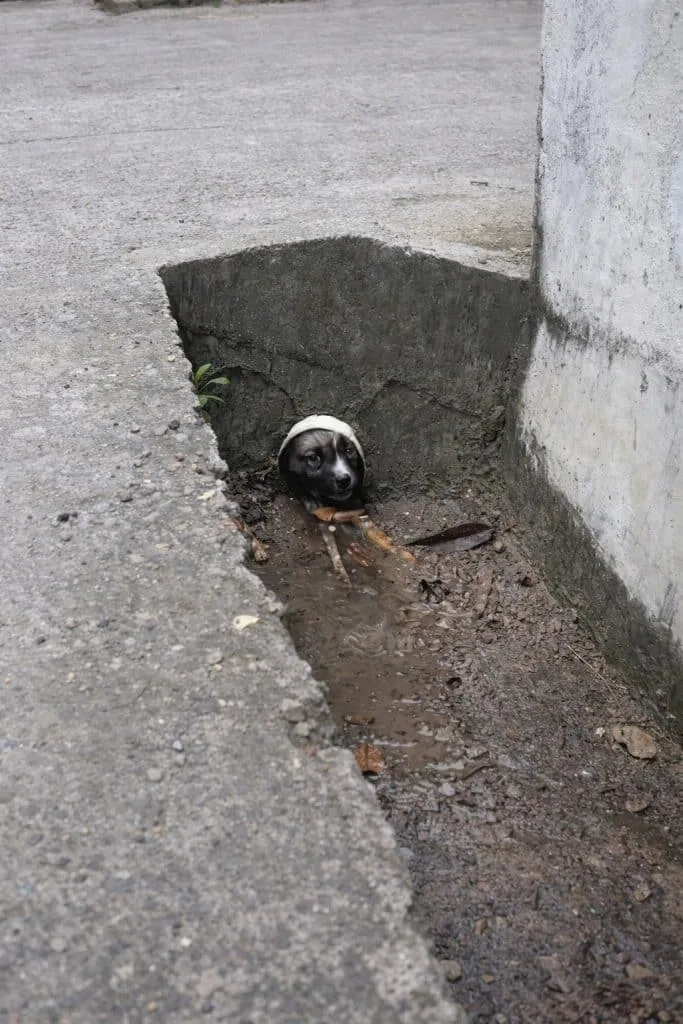 Two Puppies Clung Together in a Flooded Drain — Then Rescuers Went Looking for a Nursing Mother