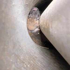 Two Puppies Fell Into a Narrow Borewell, and Their Mother's Barking Led to a Careful Rescue