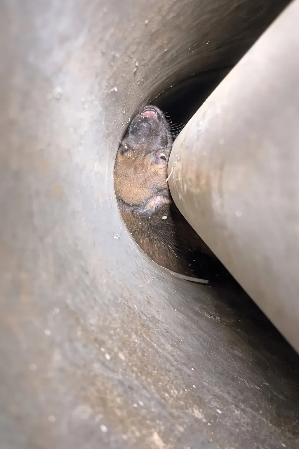 Two Puppies Fell Into a Narrow Borewell, and Their Mother's Barking Led to a Careful Rescue