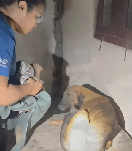 Two mud-covered puppies rescued from a borewell pipe rest in the hands of their rescuers.