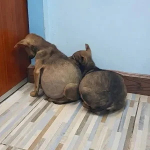 Two Stray Puppies Were Too Swollen to Stand — Then Vets Found What Was Weighing Them Down