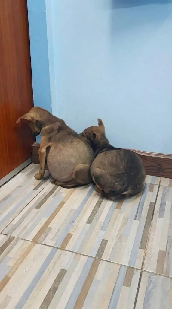 Two Stray Puppies Were Too Swollen to Stand — Then Vets Found What Was Weighing Them Down