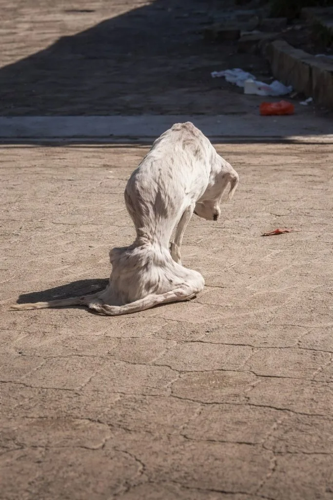 Valencia Lay Unnoticed in a Crowded Market With a Swollen Leg — Until One Woman Stopped
