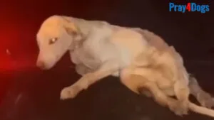 A veterinary team examining a rescued puppy at a rescue center
