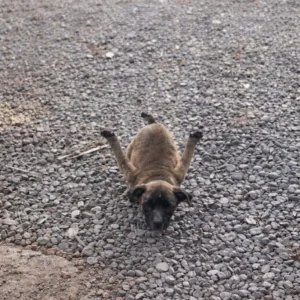 Vanilla Dragged Herself Across Rough Ground Every Day — Then One Woman Stopped and Made a Call