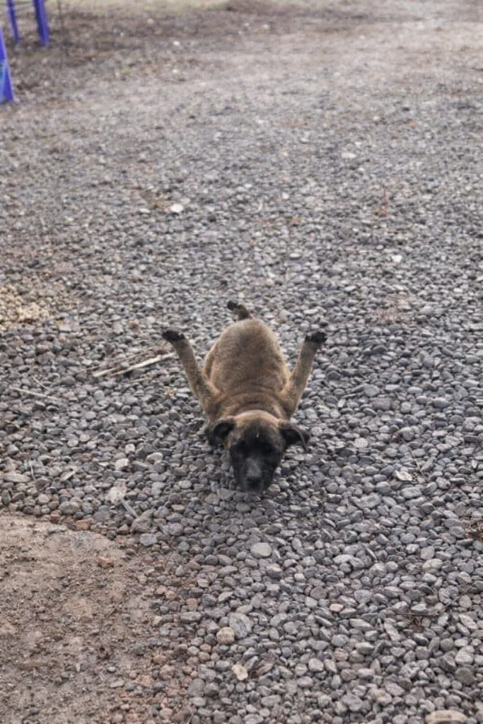 Vanilla Dragged Herself Across Rough Ground Every Day — Then One Woman Stopped and Made a Call