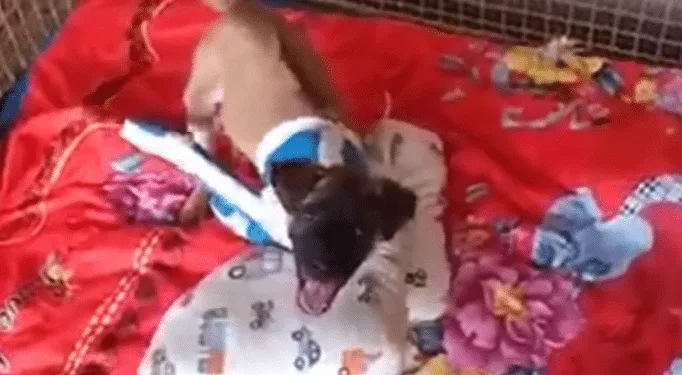 Recovering dog standing on her hind legs during rehabilitation after months of therapy