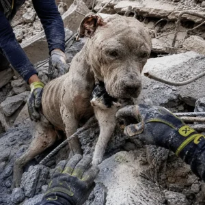 Vets Feared Betsy Would Not Survive Her Deep Wounds — Then Her Gentle Nature Made Them Hesitate