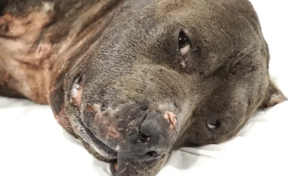 Betsy the pitbull receiving careful veterinary care during her long recovery