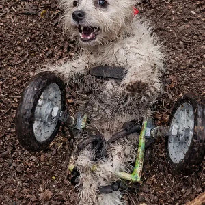 When Jack the Westie Tips Over in the Woods, His Bark Calls for One Person