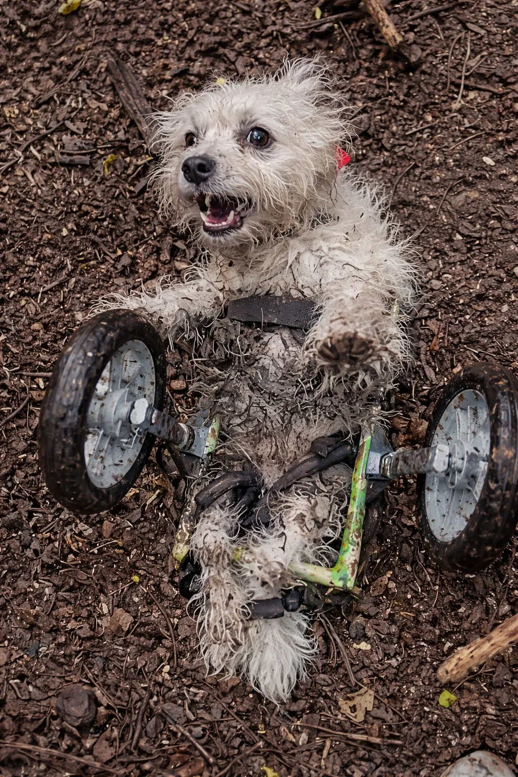 When Jack the Westie Tips Over in the Woods, His Bark Calls for One Person
