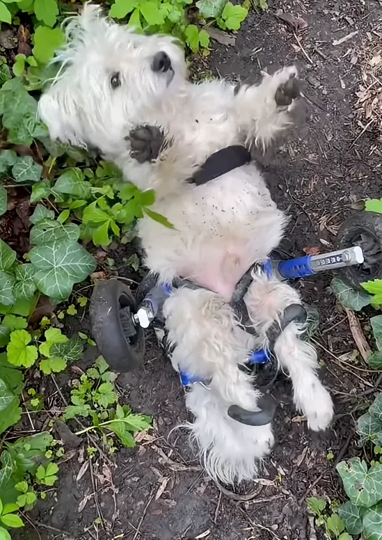 Jack the Westie racing forward on his wheels along a wooded path after being set upright