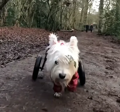 A little dog on wheels moving through the woods, nose down and full of energy