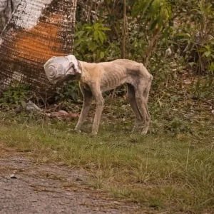 Winnie Was Trapped in the Dark With a Bucket on Her Head — Then Rescuers Found Her