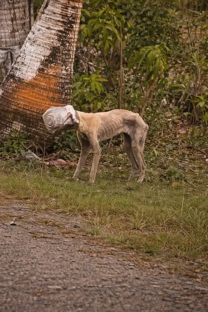 Winnie Was Trapped in the Dark With a Bucket on Her Head — Then Rescuers Found Her