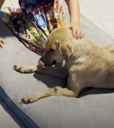 A rescued dog resting in a comfortable home with her new family