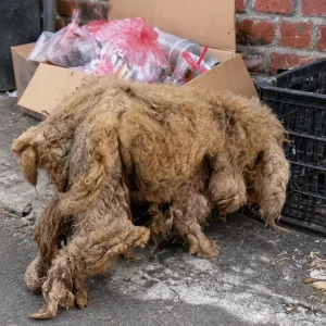 Years After Her Dog Disappeared, One Familiar Habit Convinced Her He Had Come Home