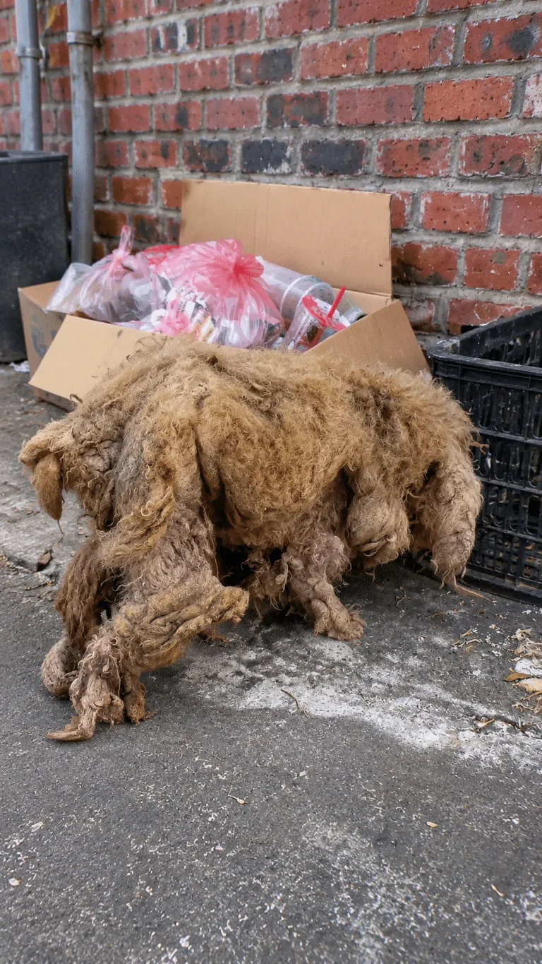Years After Her Dog Disappeared, One Familiar Habit Convinced Her He Had Come Home