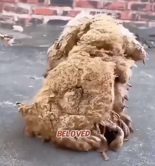A very thin dog with visible ribs after the matted fur has been carefully trimmed away at a grooming salon